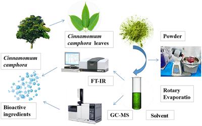 Efficient Extraction of Bioenergy From Cinnamomum camphora Leaves